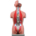 TORSO DUAL SEX APERTO DIETRO - 27 parti