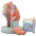MODELLO LARINGE - 5 parti - 2X