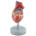 MODELLO CUORE - 2 parti - 1X