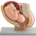 MODELLO PELVICO + FETO - 1X