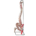 MOD. COLONNA VERTEBRALE CON FEMORI + muscolatura
