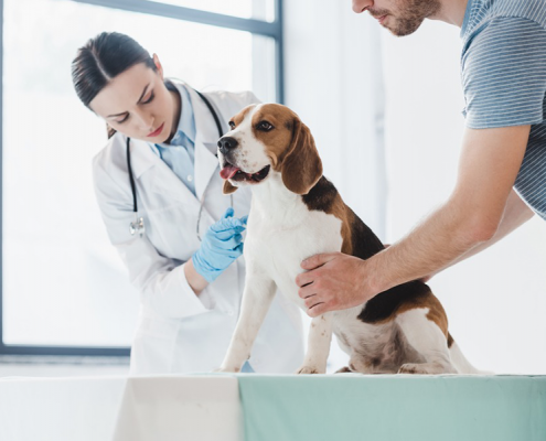 Di quali strumenti e apparecchiature ha bisogno la tua Clinica Veterinaria?