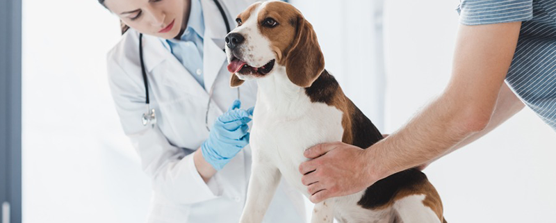 Di quali strumenti e apparecchiature ha bisogno la tua Clinica Veterinaria?