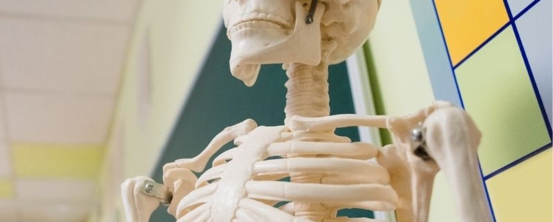 I nostri migliori modelli di scheletri anatomici del 2021
